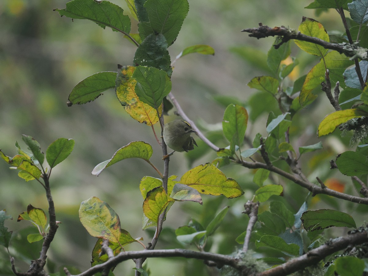 Goldcrest - ML644164749