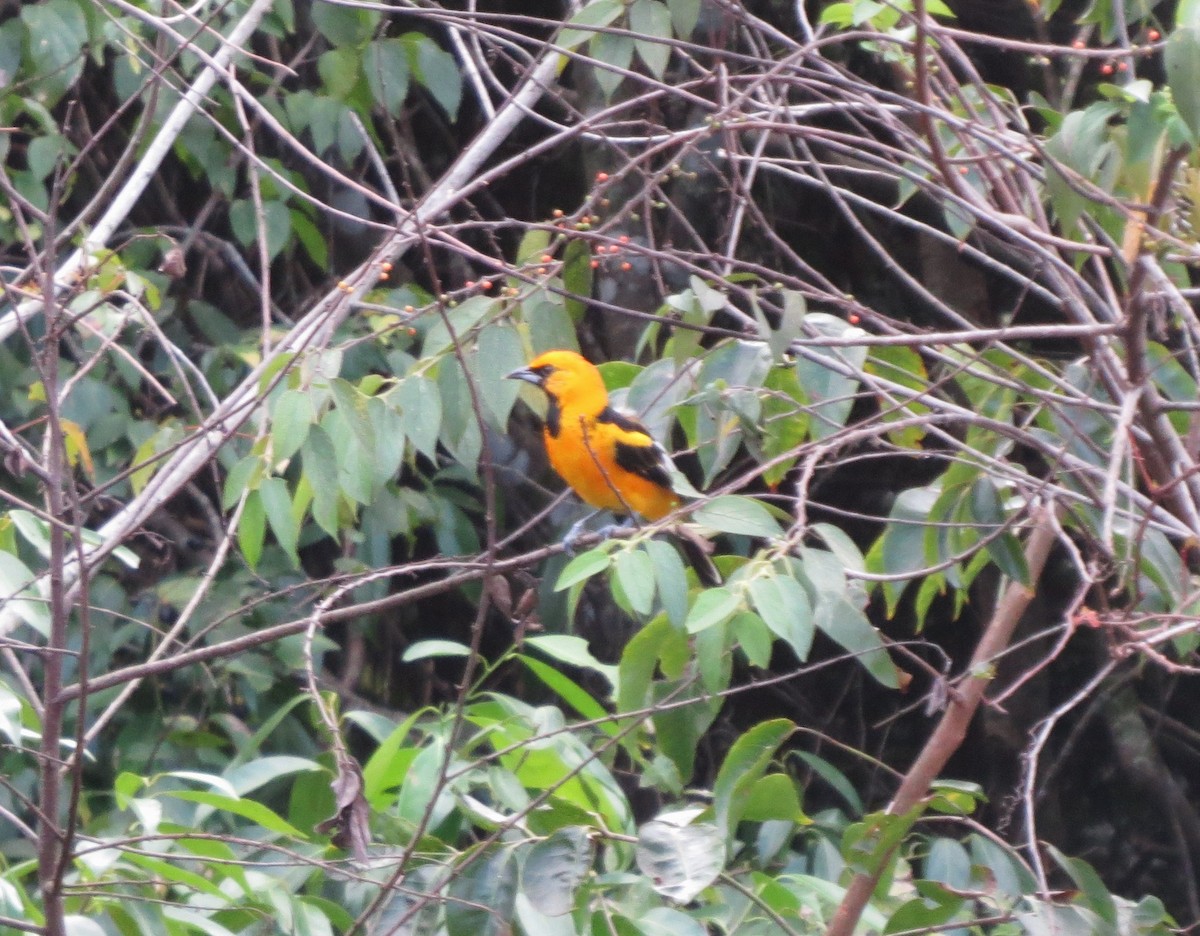 Spot-breasted Oriole - ML644164762