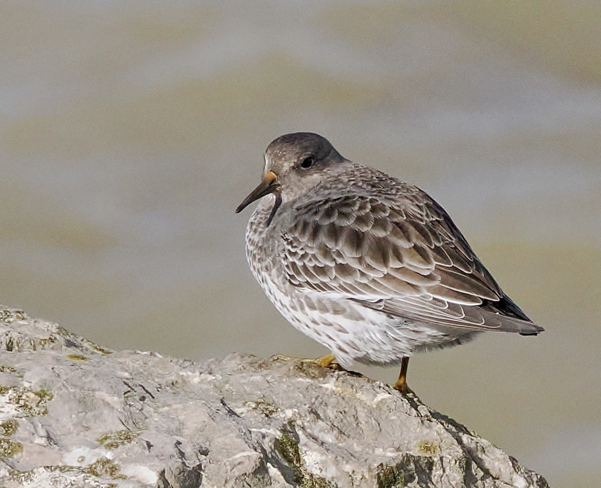 Purple Sandpiper - ML644164764