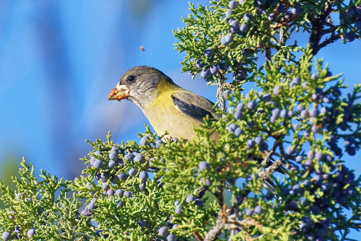 Evening Grosbeak - ML644164771