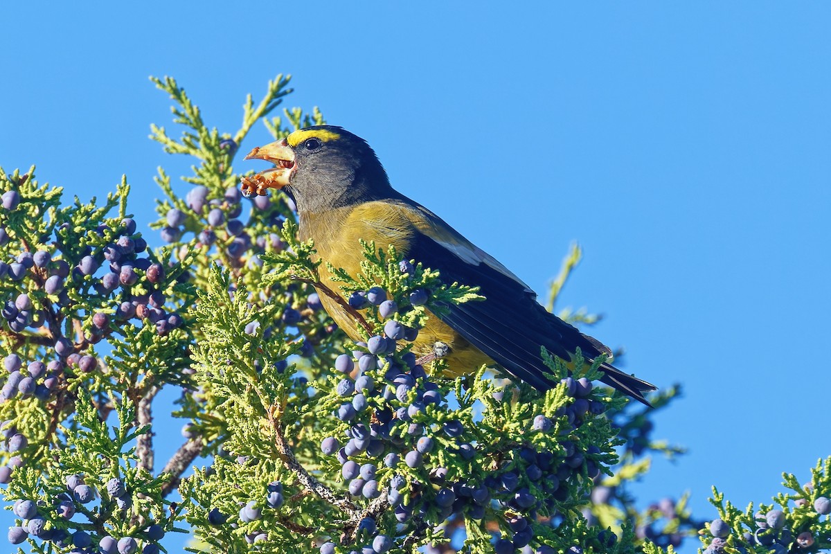 Evening Grosbeak - ML644164772