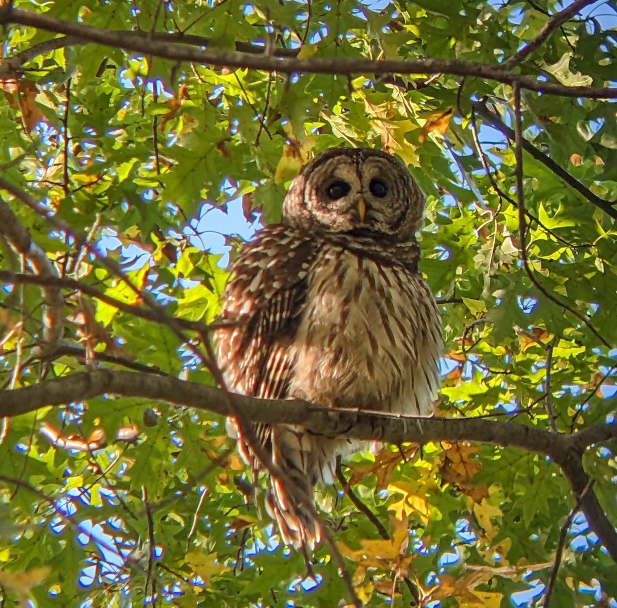 Barred Owl - ML644164773