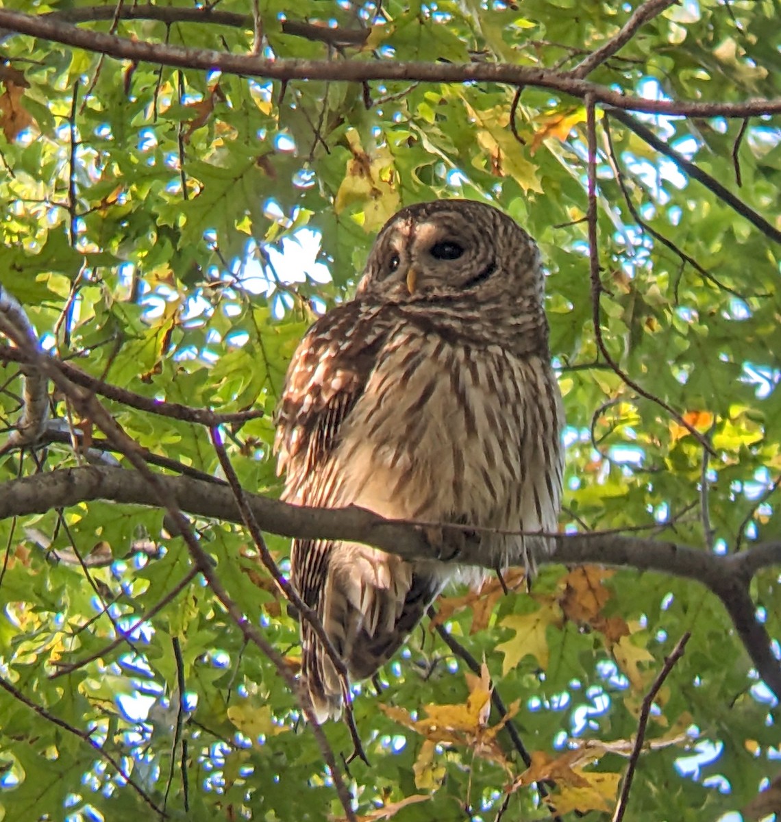 Barred Owl - ML644164777