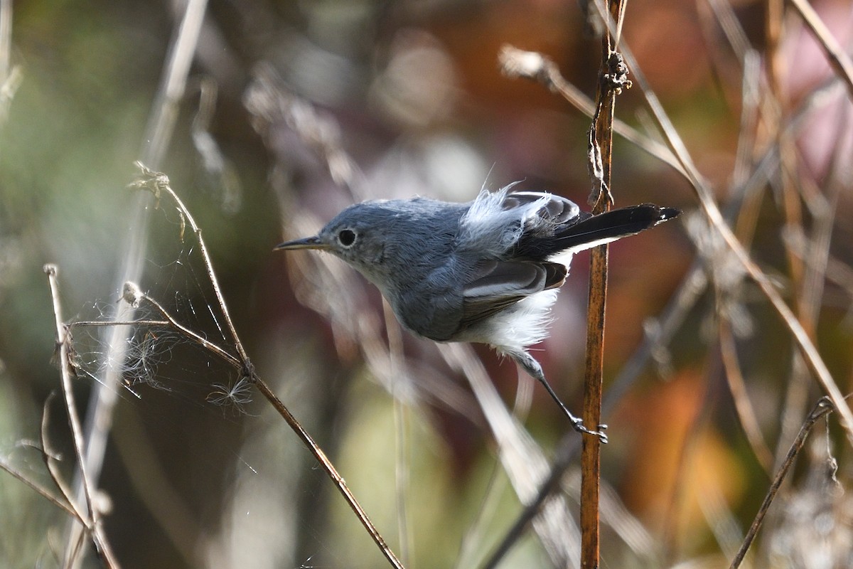 Blue-gray Gnatcatcher - ML644164779