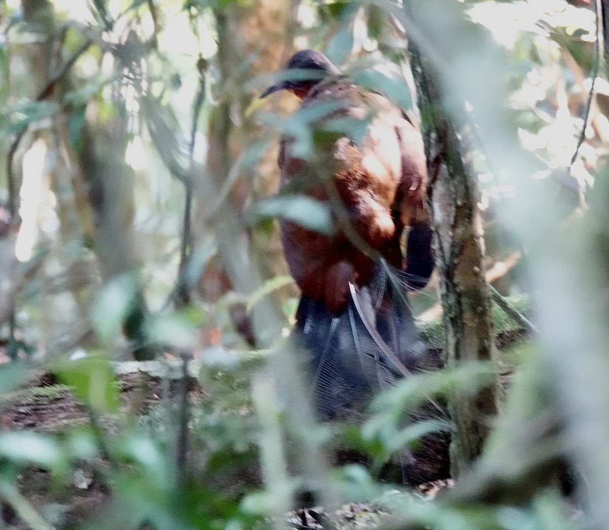 Albert's Lyrebird - ML644164784