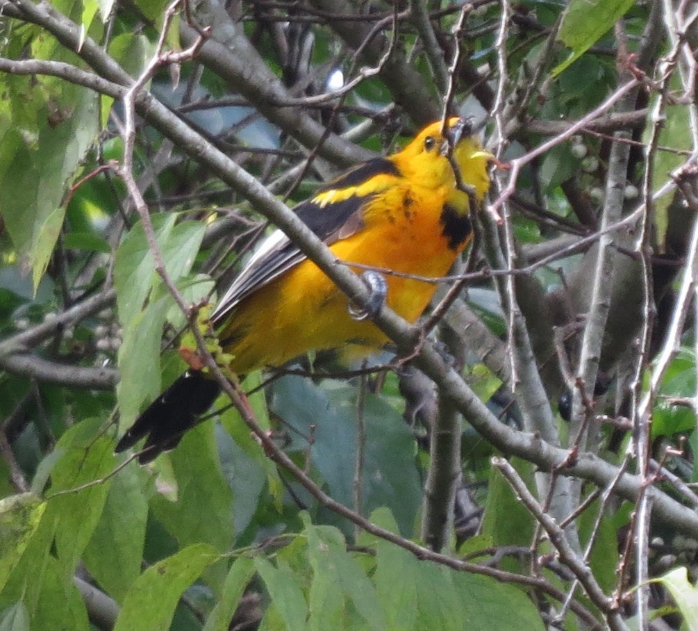 Spot-breasted Oriole - ML644164785