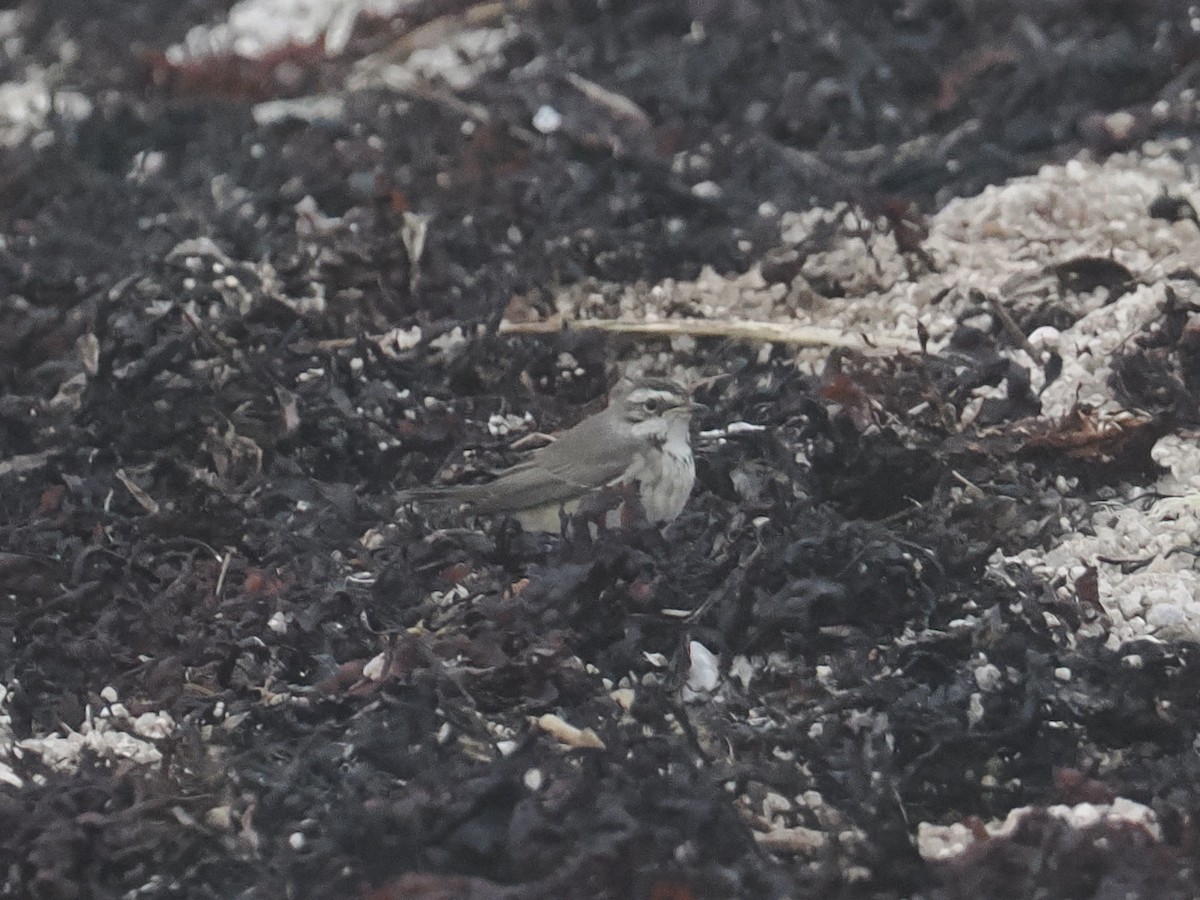 Bluethroat - ML644164786