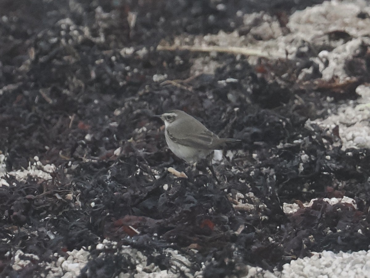 Bluethroat - ML644164787