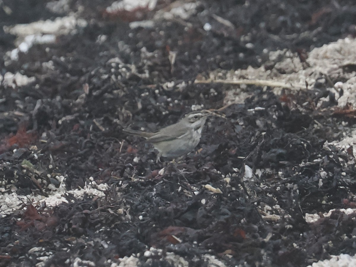 Bluethroat - ML644164788