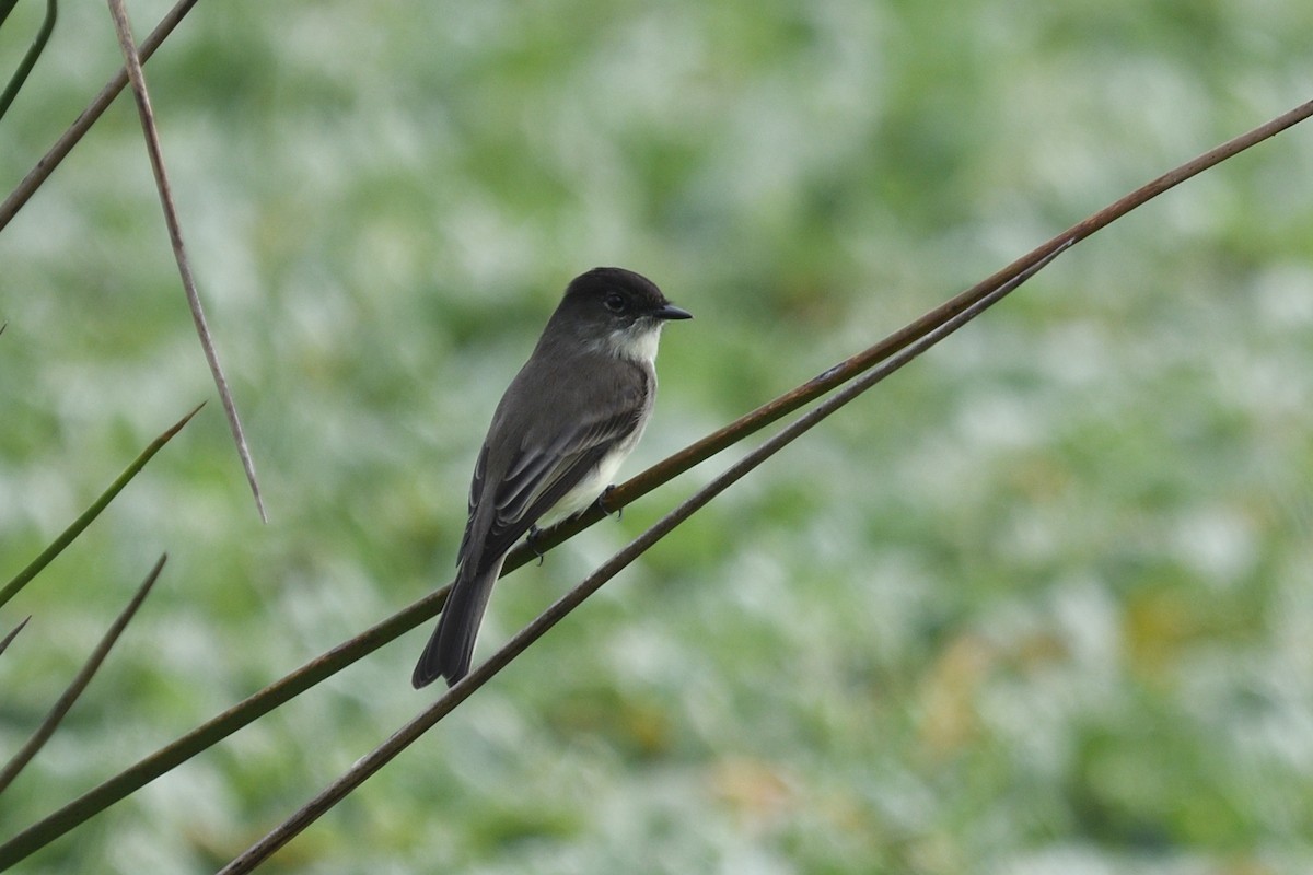 Eastern Phoebe - ML644164790
