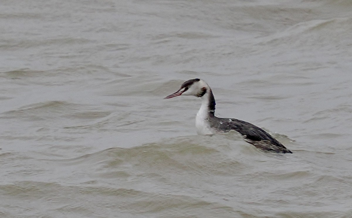 Great Crested Grebe - ML644164801