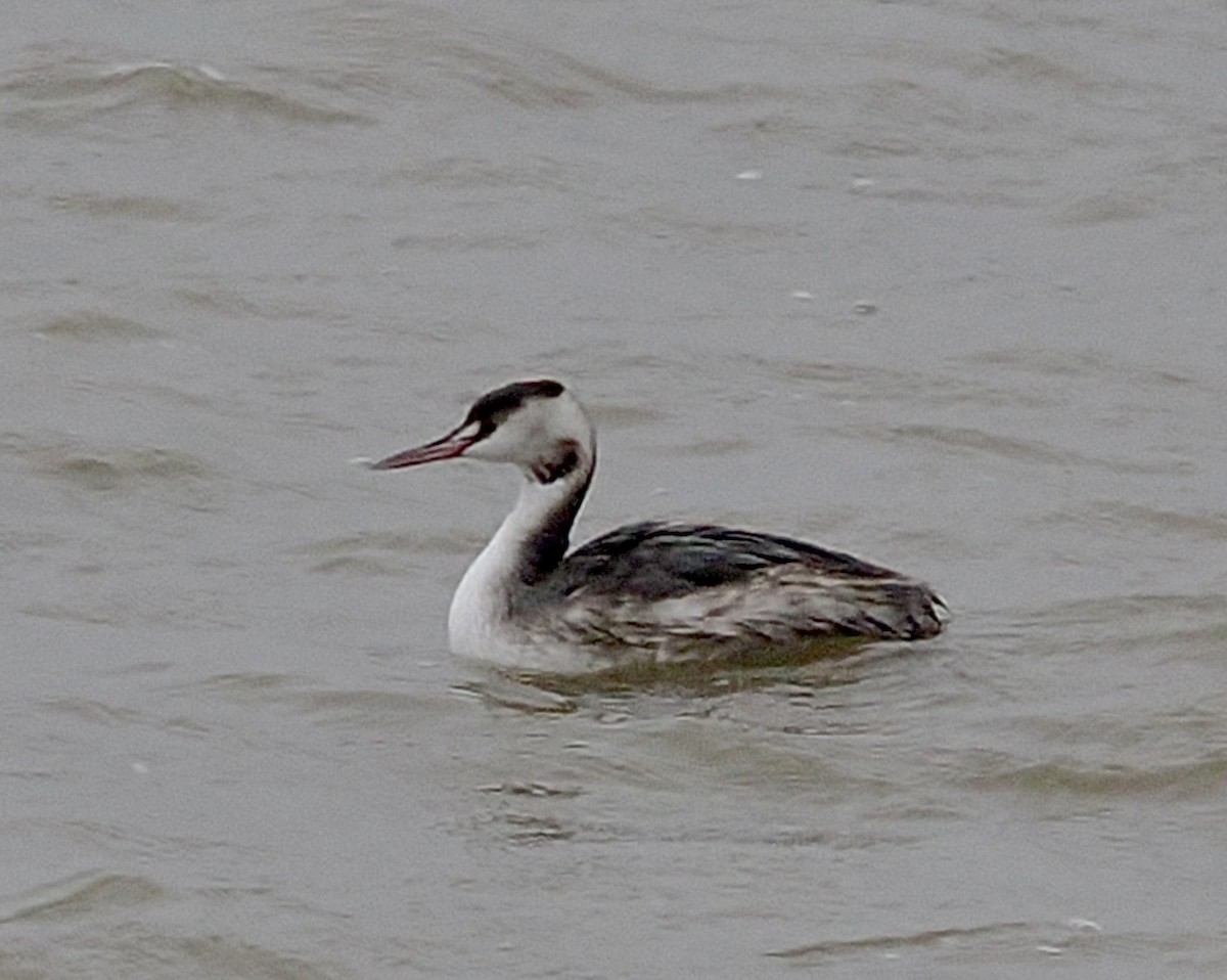 Great Crested Grebe - ML644164802