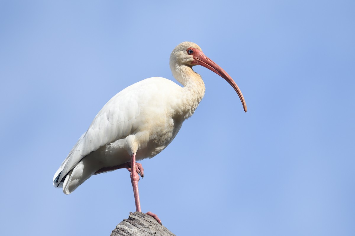 White Ibis - ML644164807