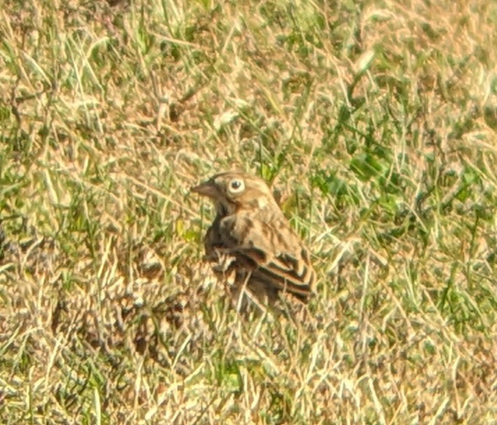 Vesper Sparrow - ML644164810