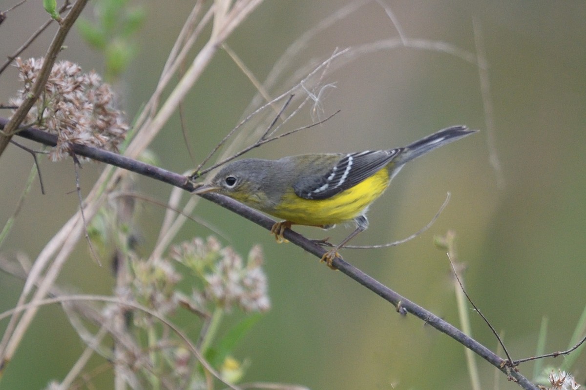 Magnolia Warbler - ML644164819