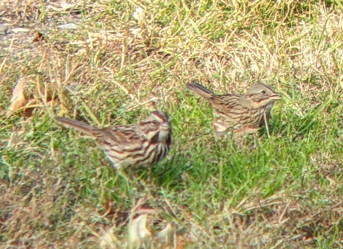 Lincoln's Sparrow - ML644164821