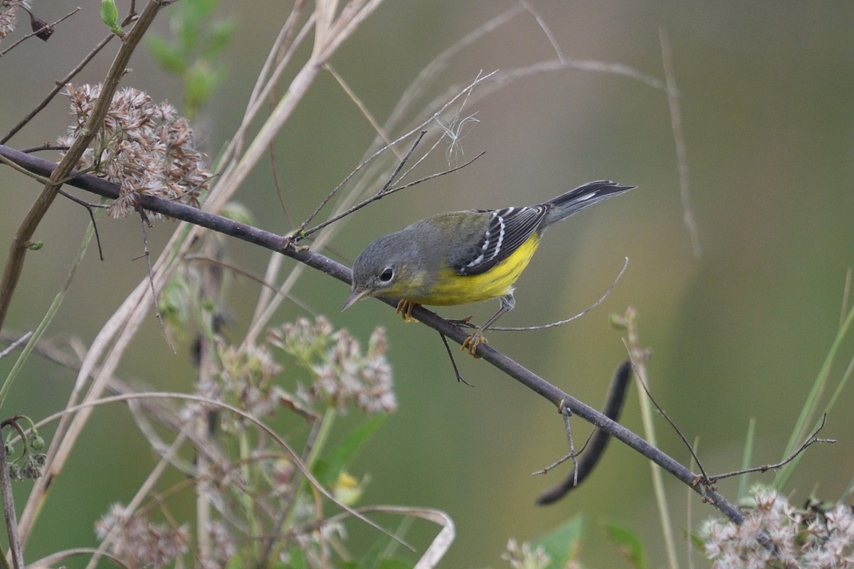 Magnolia Warbler - ML644164822