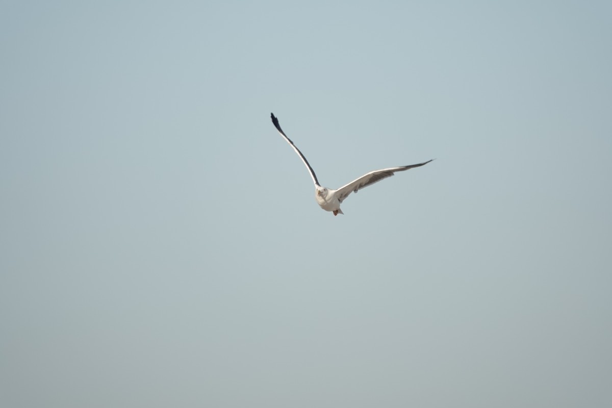 キアシオオセグロカモメ - ML644164829