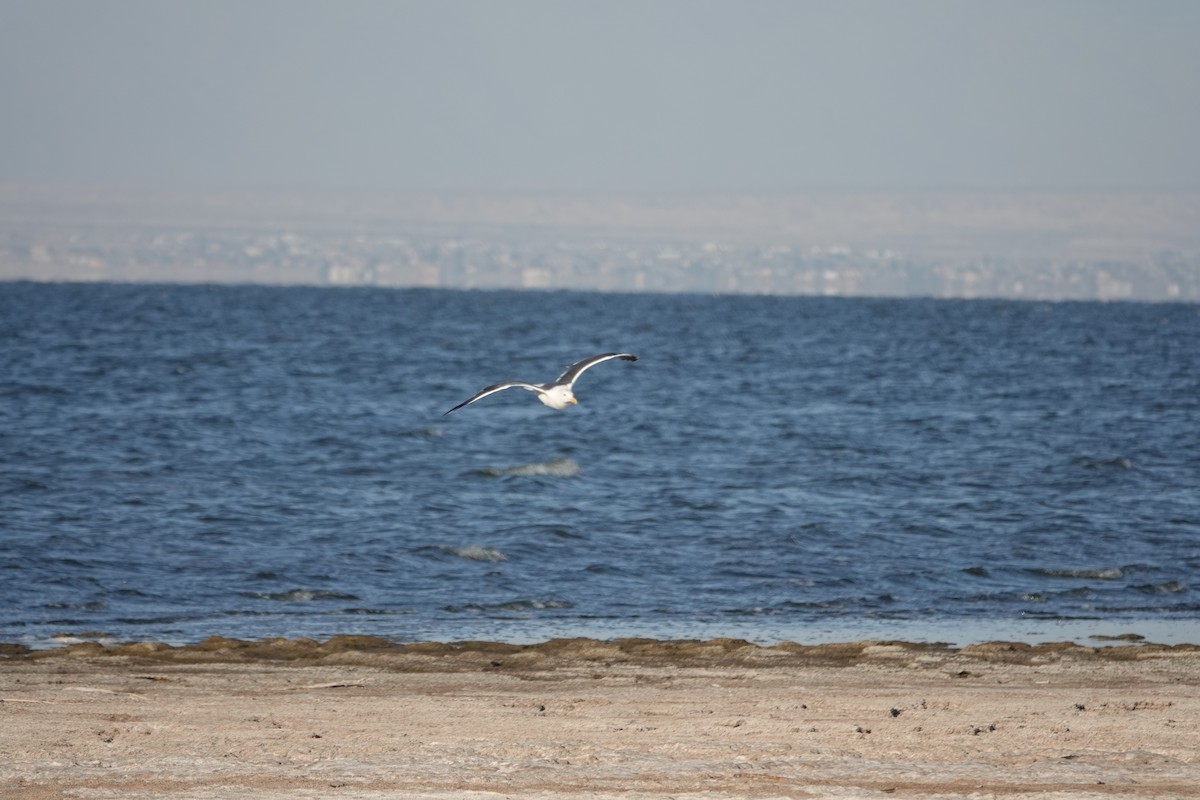 キアシオオセグロカモメ - ML644164830