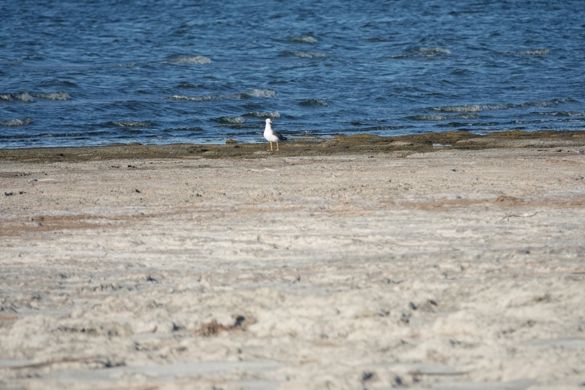 キアシオオセグロカモメ - ML644164831