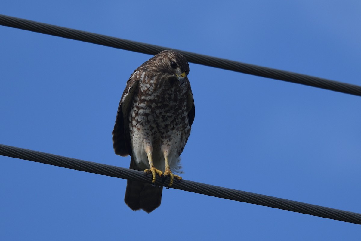 Red-shouldered Hawk - ML644164832