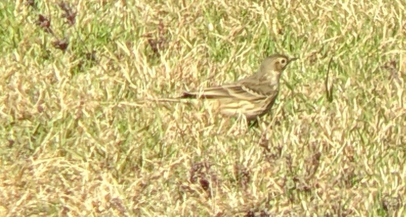 American Pipit - ML644164835