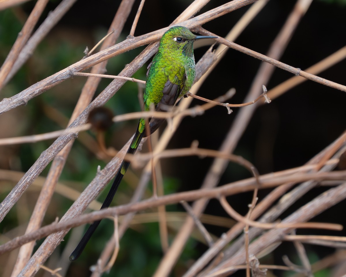 Black-tailed Trainbearer - ML644164838