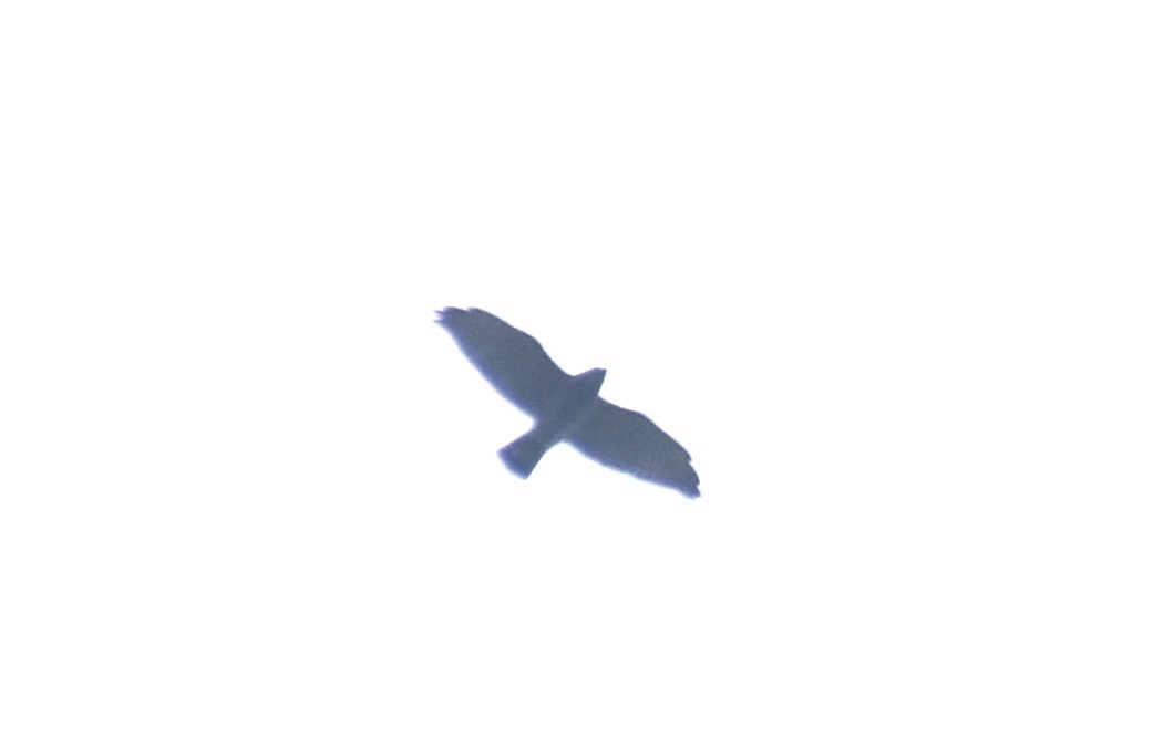 Breitflügelbussard - ML644164839