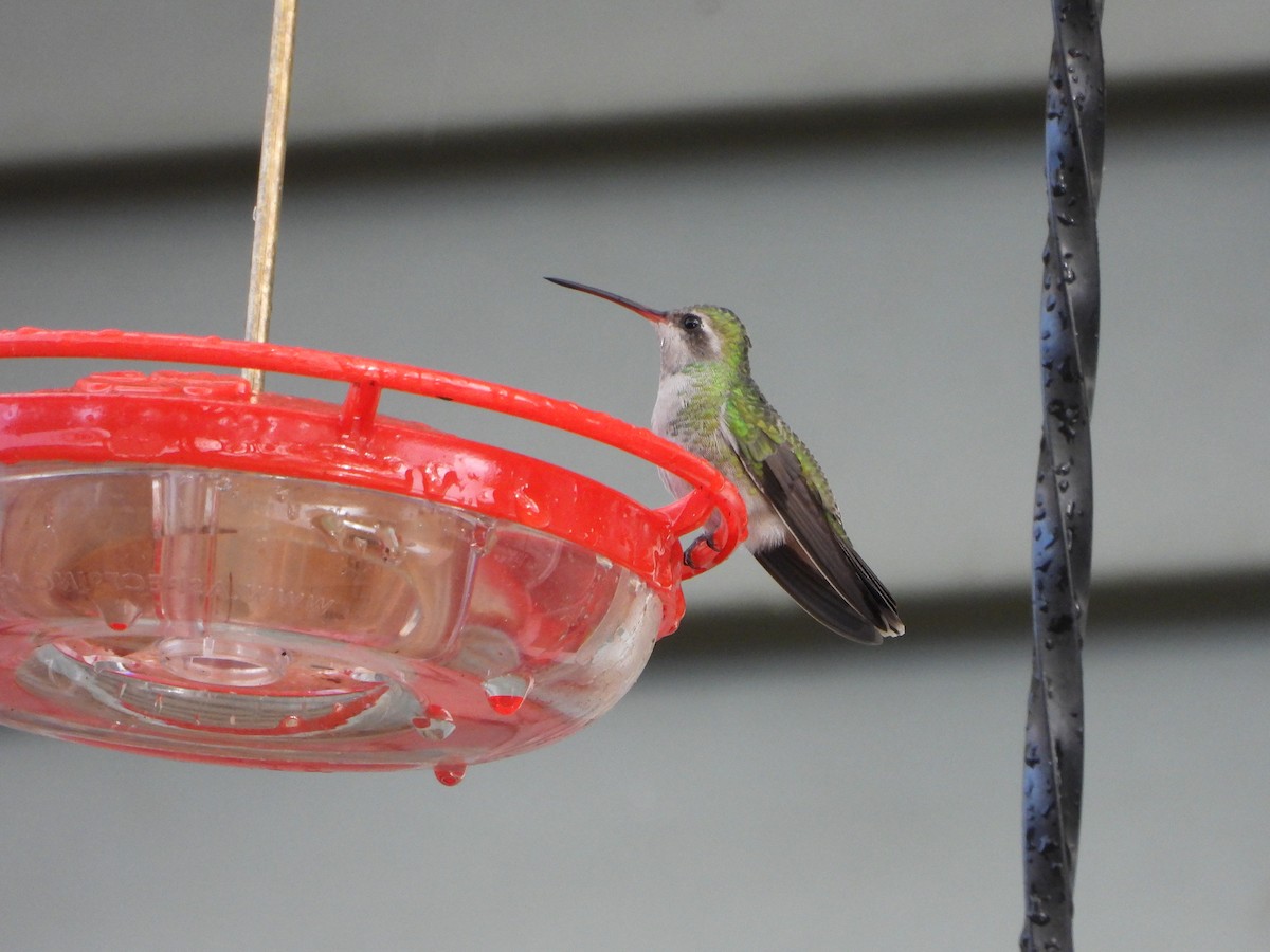 Broad-billed Hummingbird - ML644164843