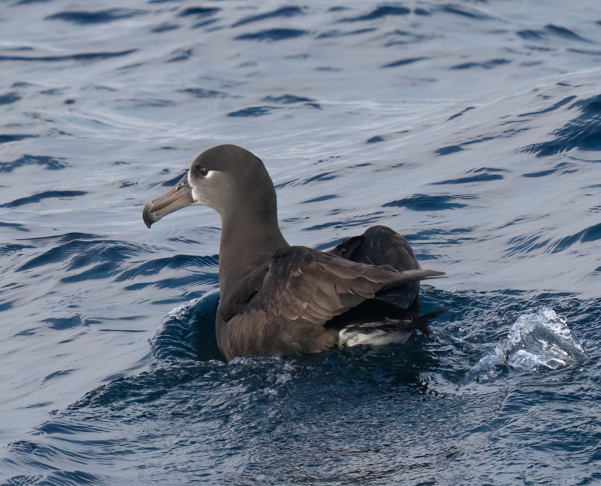 Black-footed Albatross - ML644164855