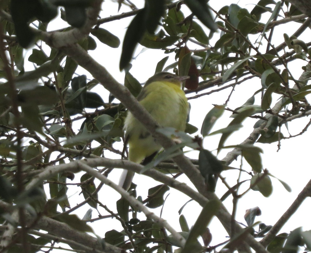 Philadelphia Vireo - ML644164860