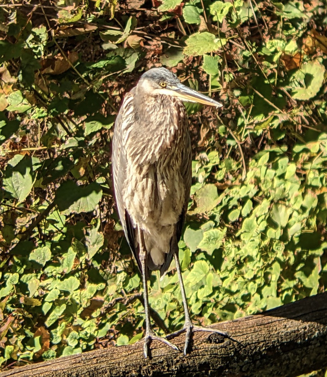 Great Blue Heron - ML644164861