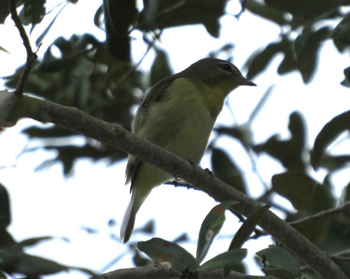 Philadelphia Vireo - ML644164865