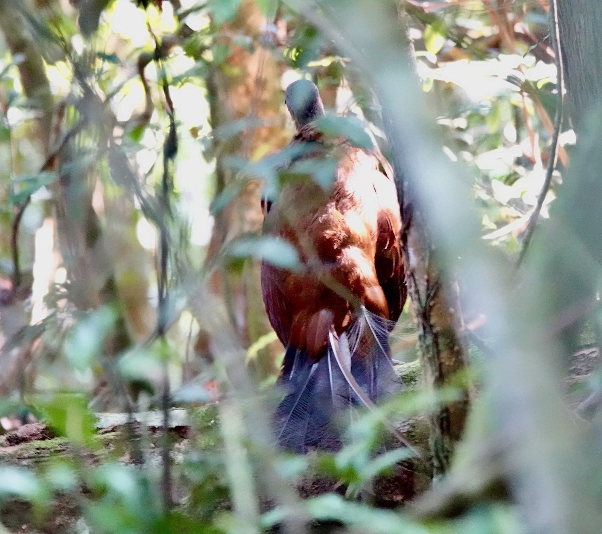 Albert's Lyrebird - ML644164868