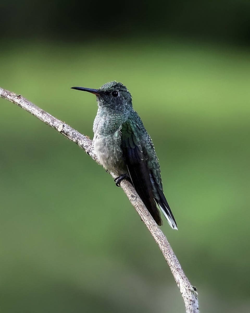 Scaly-breasted Hummingbird - ML644164871