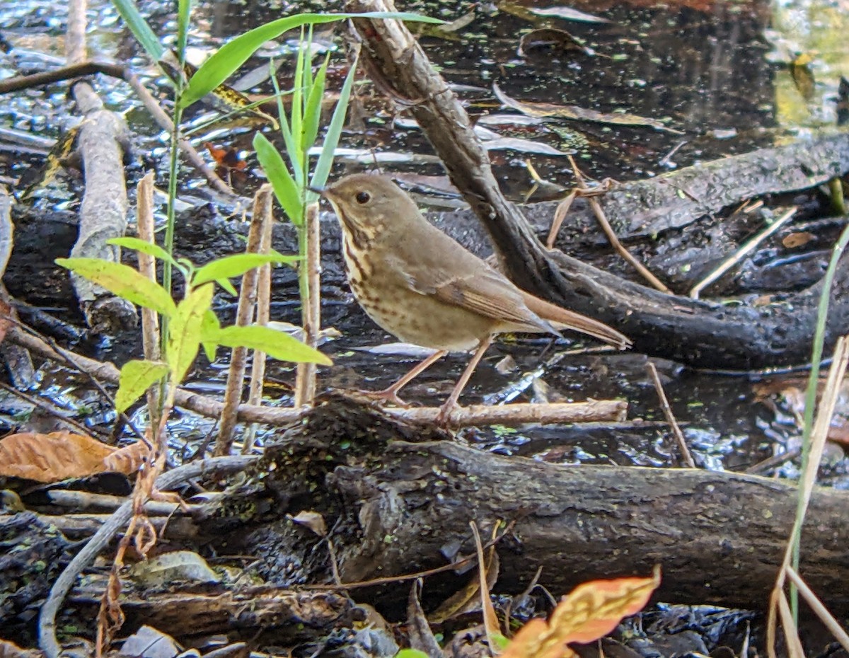 Hermit Thrush - ML644164879