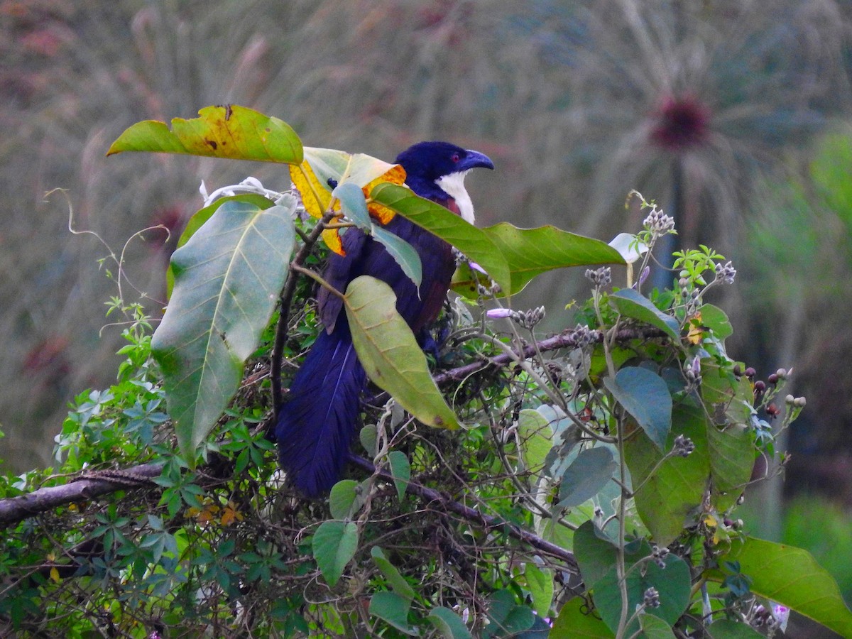 Blue-headed Coucal - ML644164886