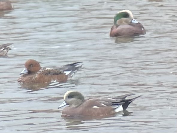 Eurasian Wigeon - ML644164890
