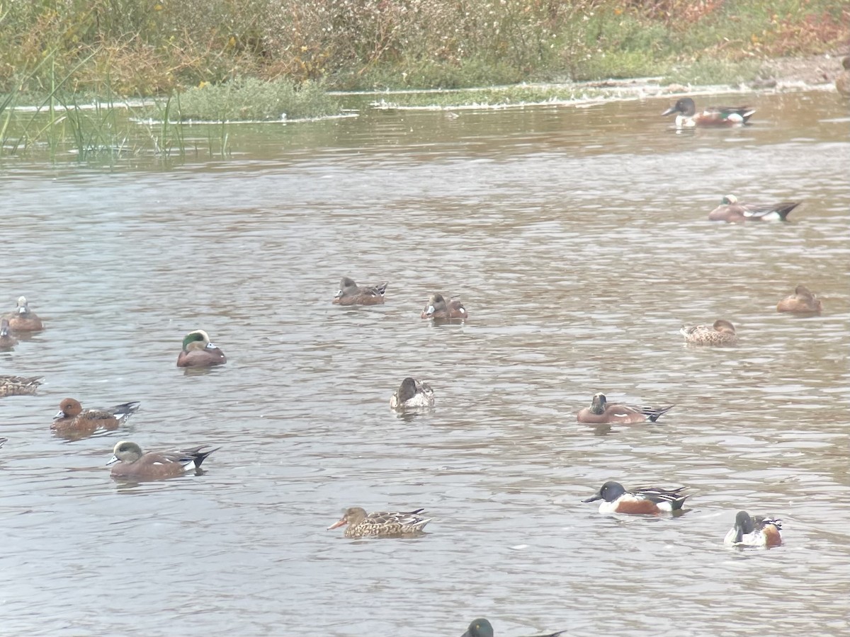 Eurasian Wigeon - ML644164891