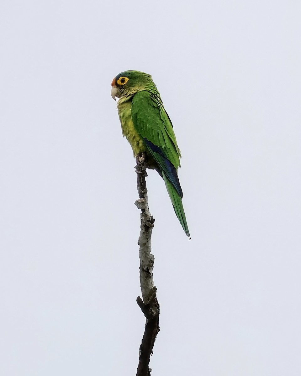 Orange-fronted Parakeet - ML644164893