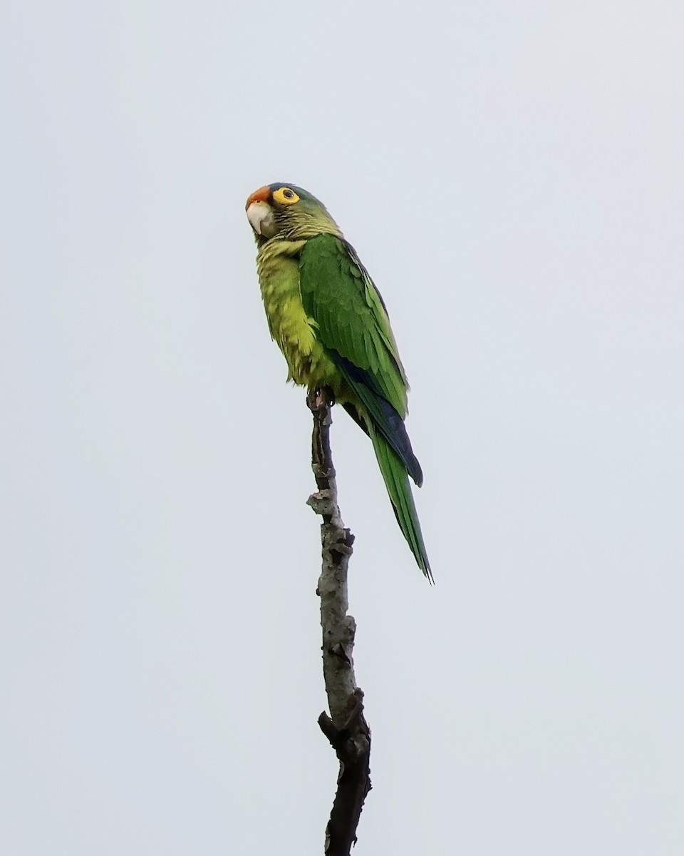 Orange-fronted Parakeet - ML644164894