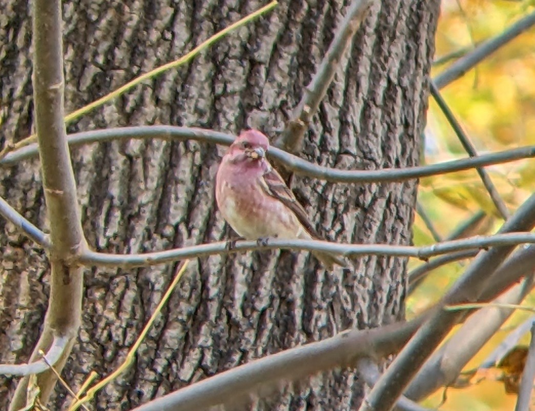 Purple Finch - ML644164901