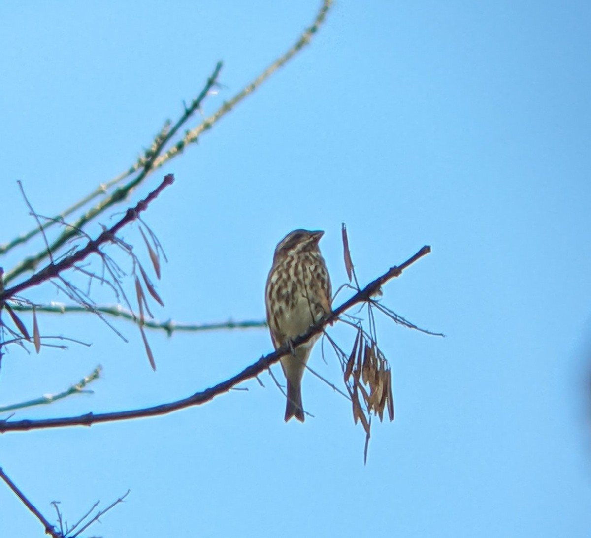 Purple Finch - ML644164907