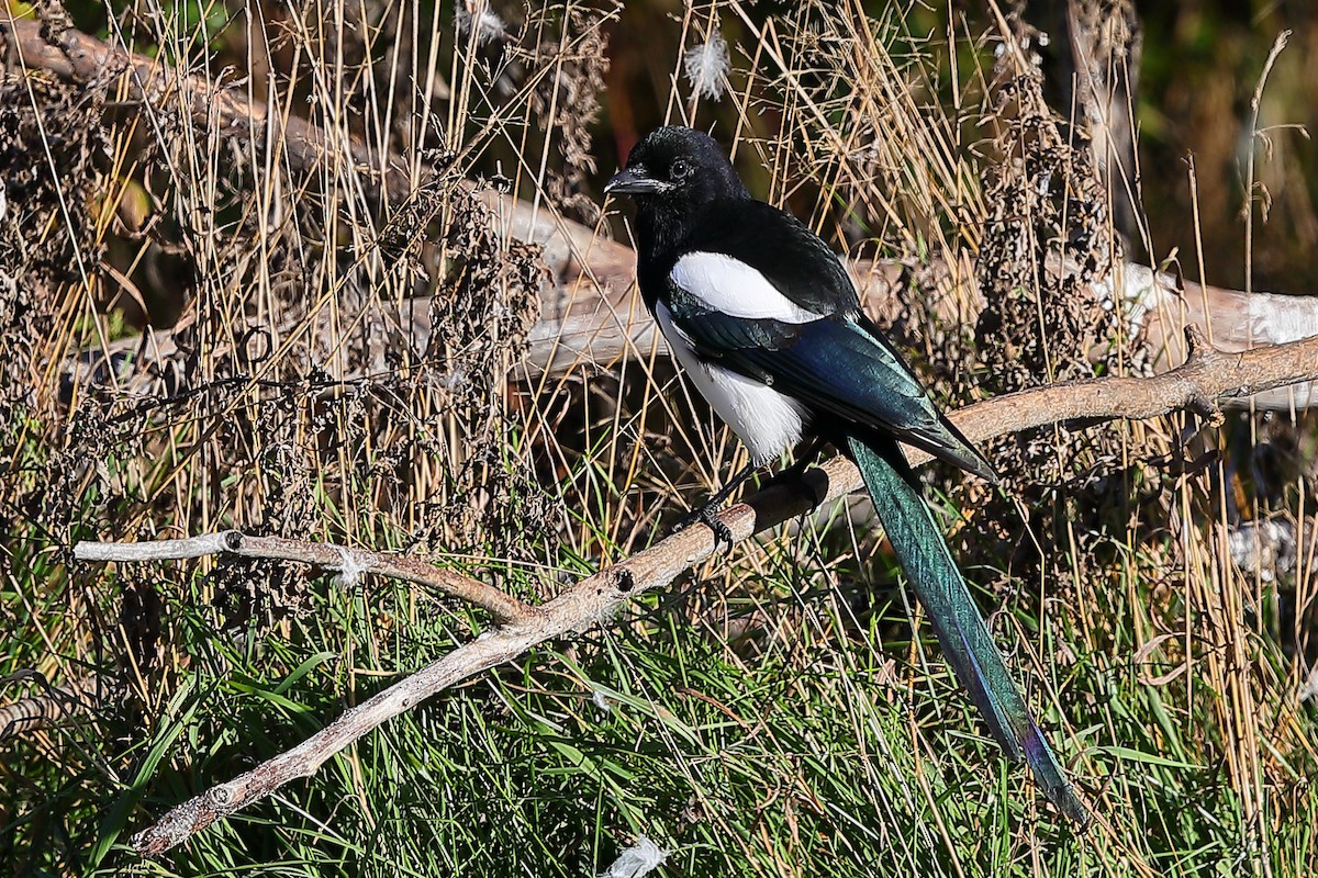 Black-billed Magpie - ML644164916