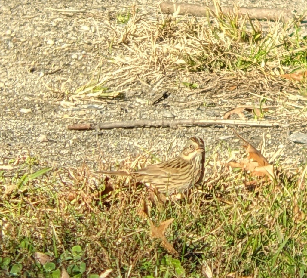 Lincoln's Sparrow - ML644164947