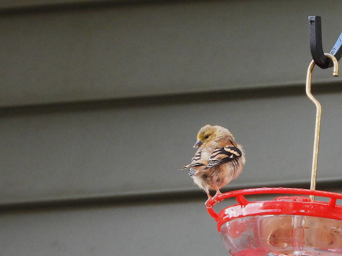 American Goldfinch - ML644164959