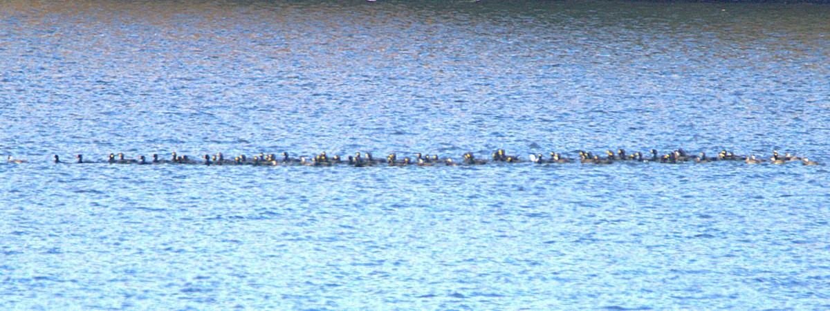 Black Scoter - ML644164968