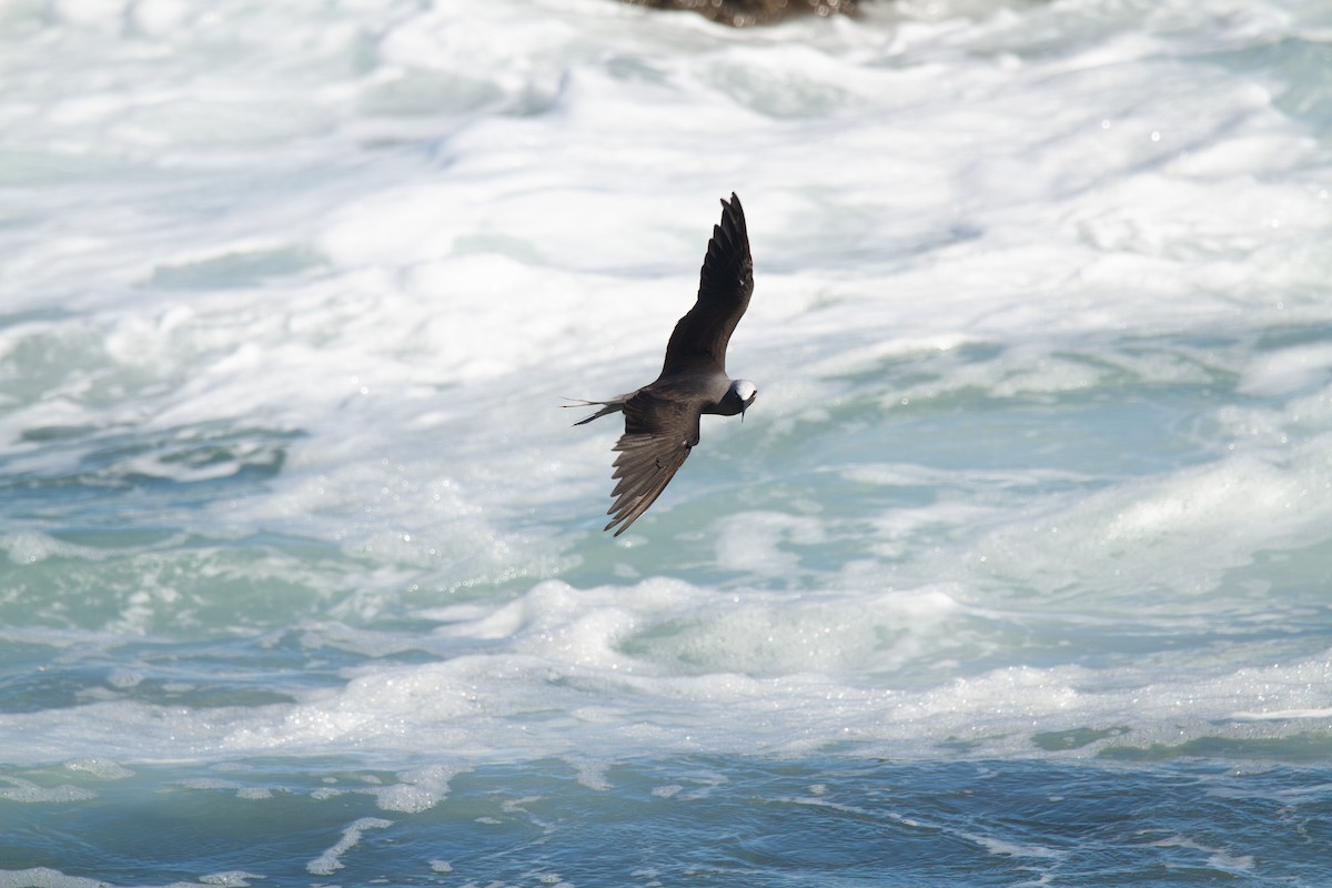 ヒメクロアジサシ（melanogenys） - ML644164982