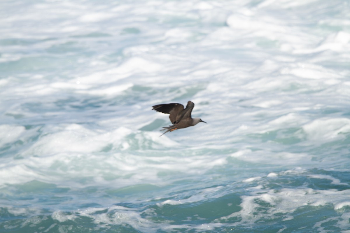 ヒメクロアジサシ（melanogenys） - ML644164983