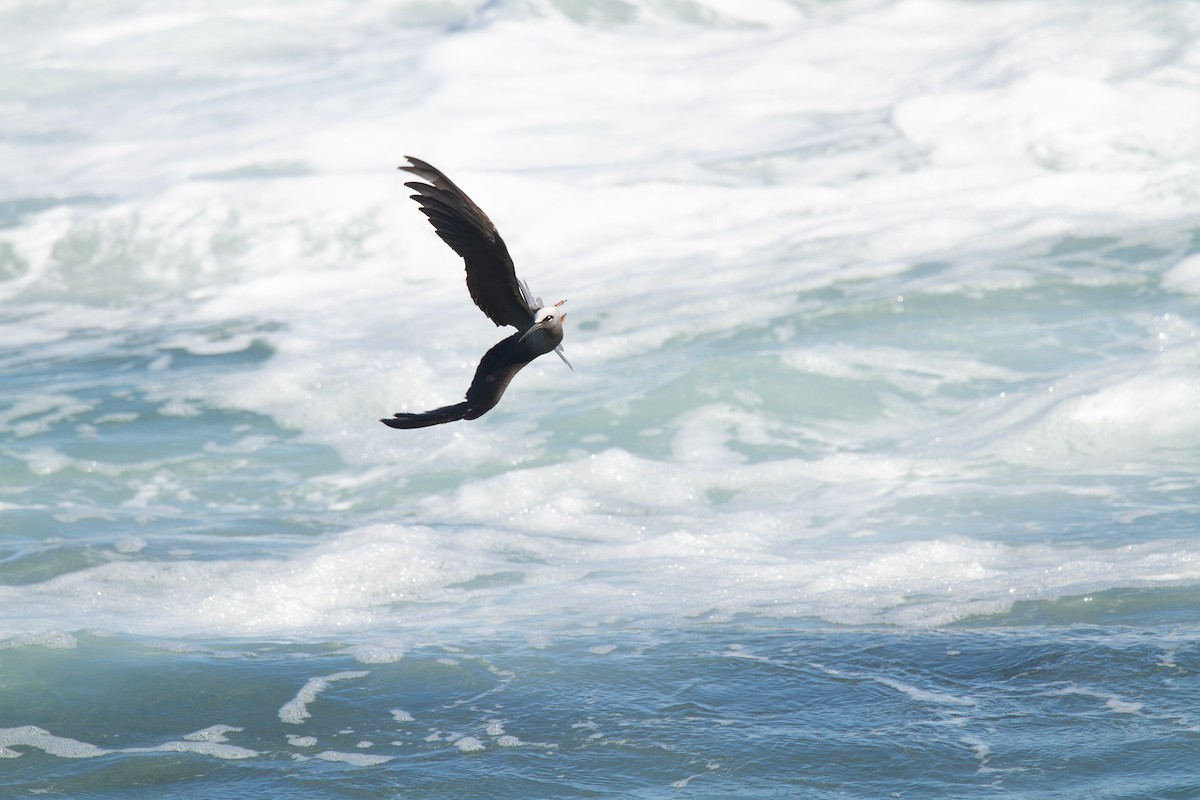 ヒメクロアジサシ（melanogenys） - ML644164984